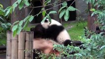 Cucciolo panda gioca con la mamma