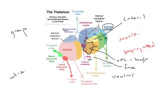 Neuroscience- Thalamus: Medial Geniculate Nucleus (MGN)