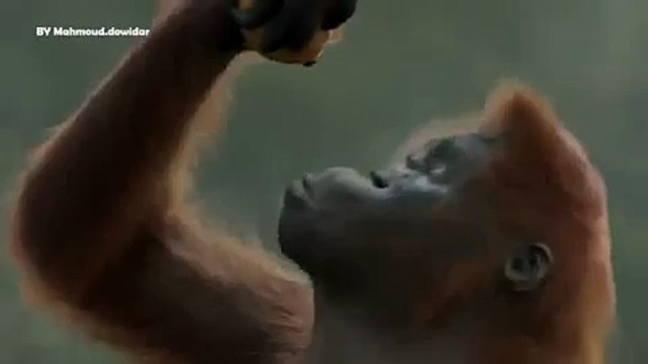 Funny Arab monkey video