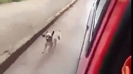 Sahibini bir an olsun terk etmeyen vefal köpek