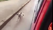 Sahibini bir an olsun terk etmeyen vefal köpek