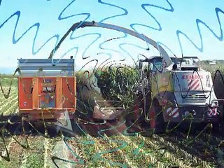 High-Biomass for Biogas, Silage Chopping in Italy.!!!