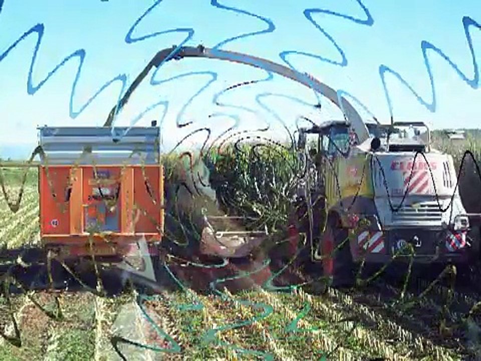 High-Biomass for Biogas, Silage Chopping in Italy.!!!