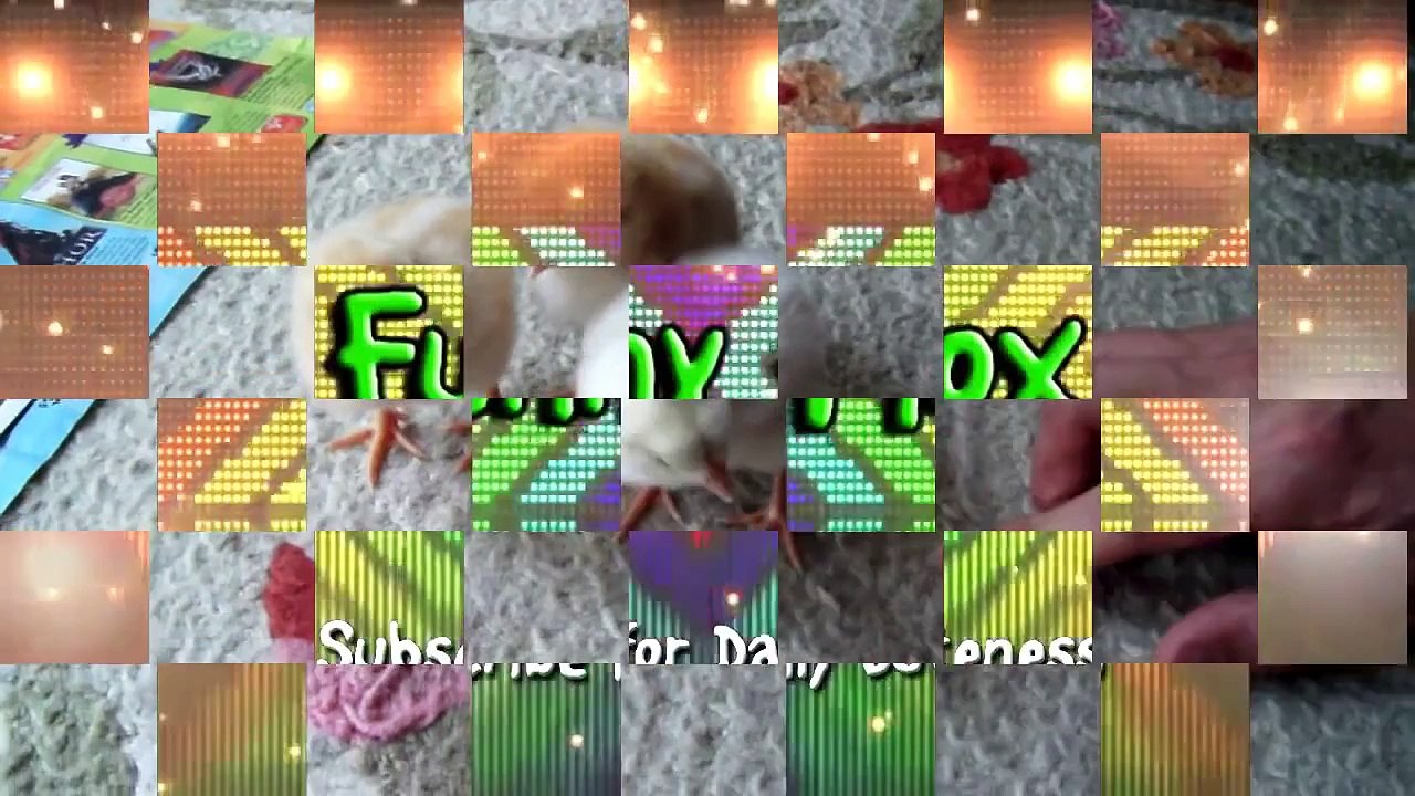 Funny Baby Chicks Playing | Funny Videos Babies And Animals | Funny Babies Laughing At Dogs [Full Episode]