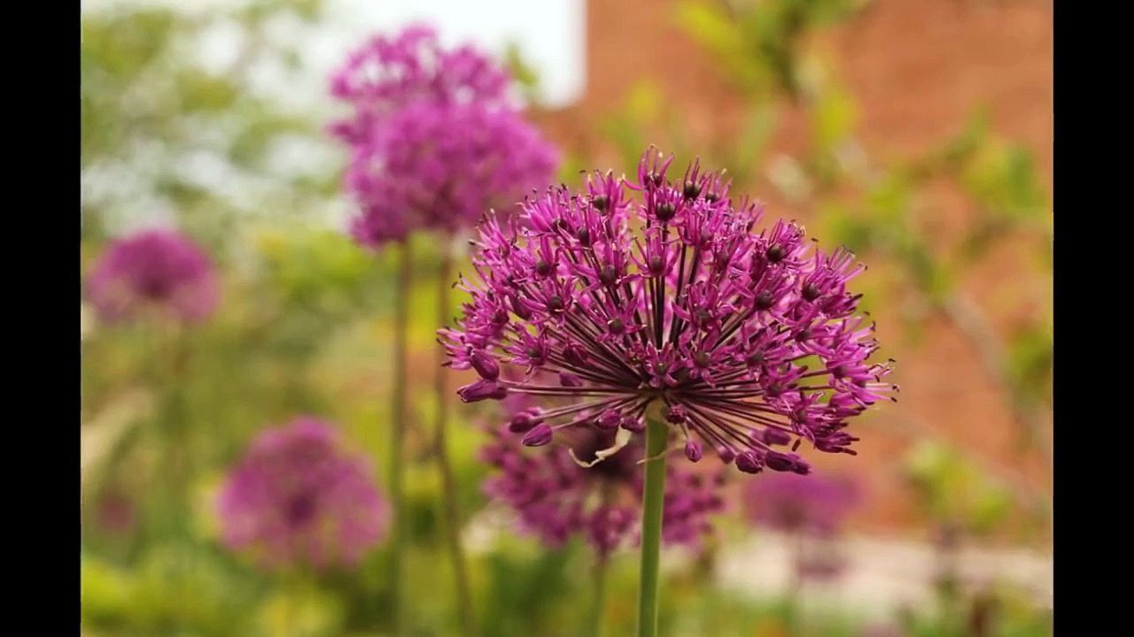 Fancy Shawls 2015: Women's Health Week - Ute Tribe / Ft. Duchesne