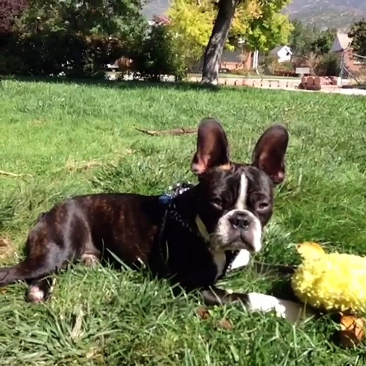 Best Vines for SUNBATHE Compilation - April 1, 2015 Wednesday Night