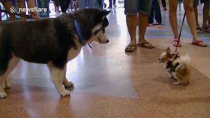 Hilarious Chihuahua tries to impress a Siberian Husky