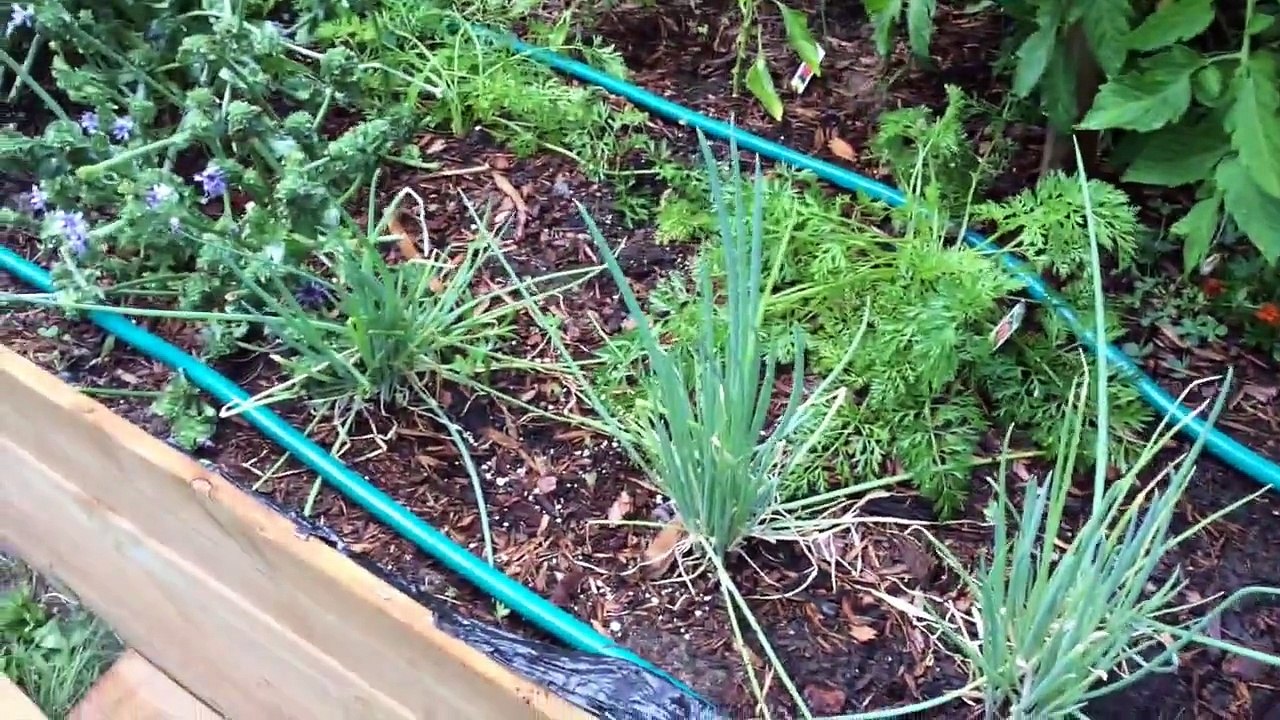 DIY Auto Irrigation System for your Vegetable Garden (Under $25)