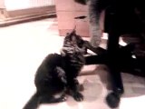 Maine Coon kitten playing with Russian Blue fat cat