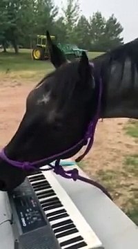 Ce Cheval qui Joue du Piano
