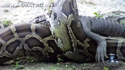 Anacondas eat crocodile - Video Dailymotion