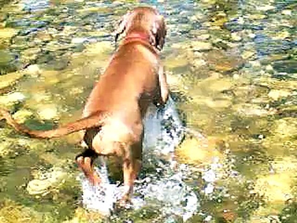 my vizsla in the lake