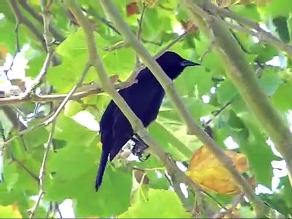 TORDO (Curaeus curaeus)