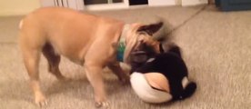 French Bulldog Shows Toy Who's Boss