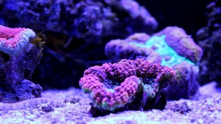 The Reef Tank 1080p