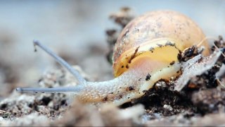 Macro: Playing snail, spelende slak sigma 150 f2,8