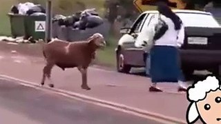 Best funny raging animal video - Don't mess with a mad sheep!!