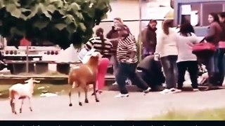 Best public animal attack funny
