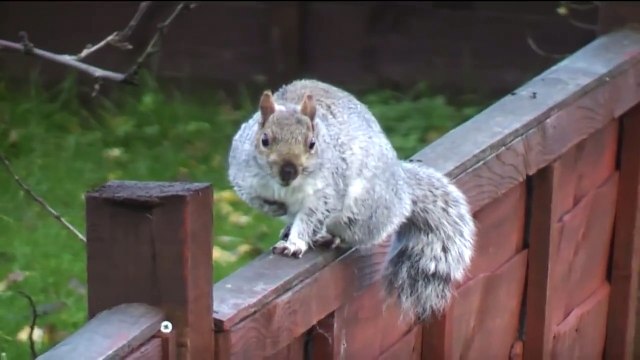 HD test High definition Panasonic HDC-SD10 Squirrel compilation