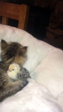 Ce chaton gâte de façon excessive ce poussin avec de doux câlins