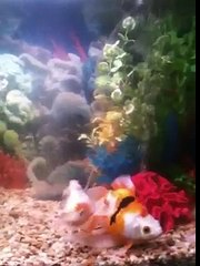 Egg Bob, the veil tail goldfish, uses air stone to shoot and flip in tank.  A very playful fish!