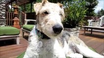 Wire Fox Terrier BRISCO & PHOEBE Welsh Terrier - The Chase