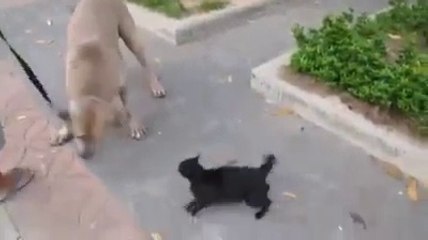 OMG!!! mother's love - amazing video must watch