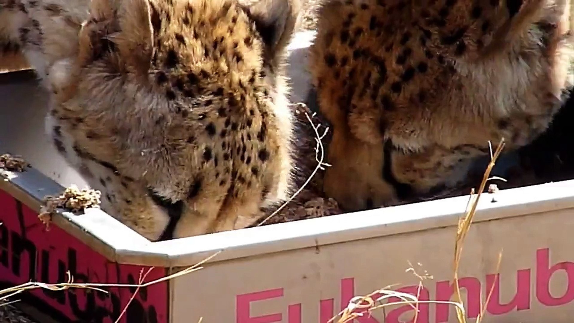 The Ann Van Dyke Cheetah Center - Cheetah feeding