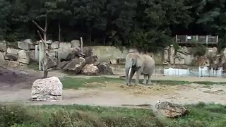 Elefantii la gradina zoo Schonbrun