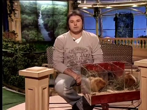 Содержание морских свинок