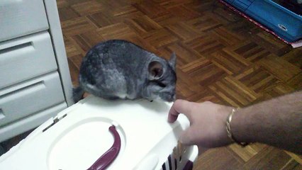 chinchilla cute , cincillà Grisù