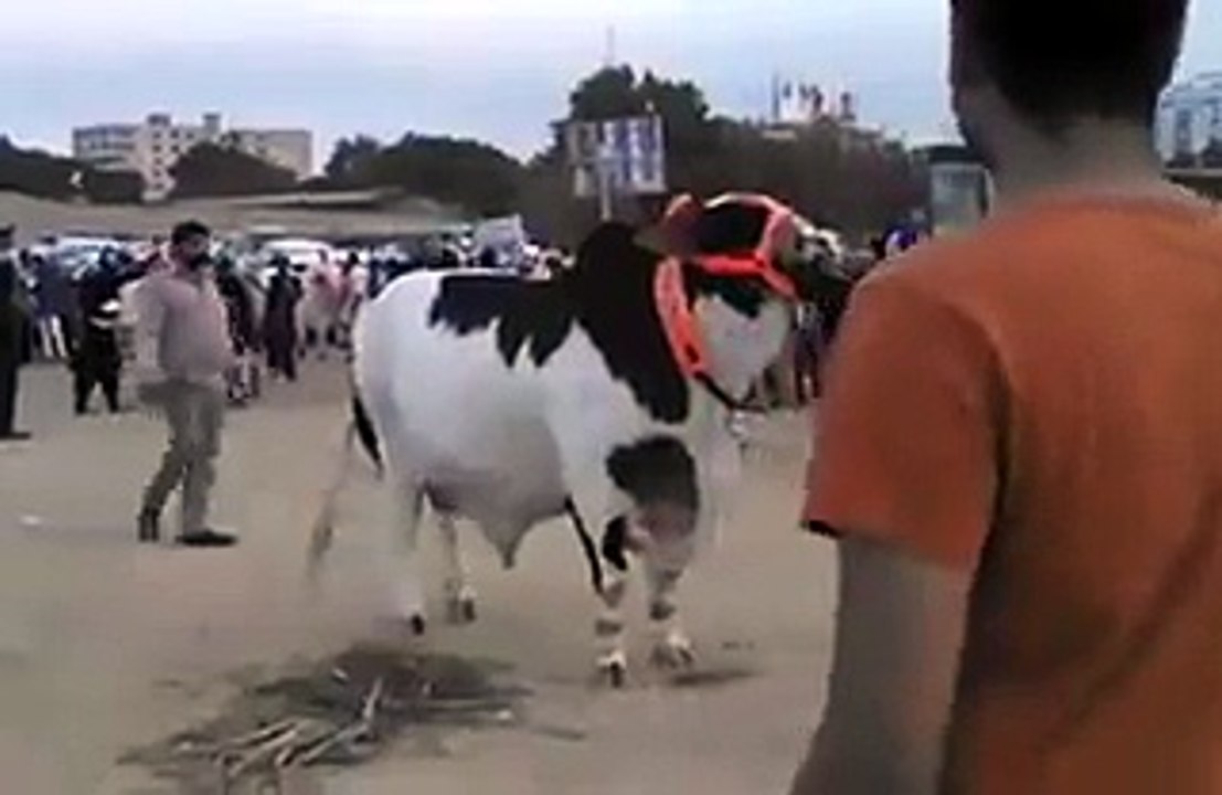 Heaviest cows in karachi expo centre