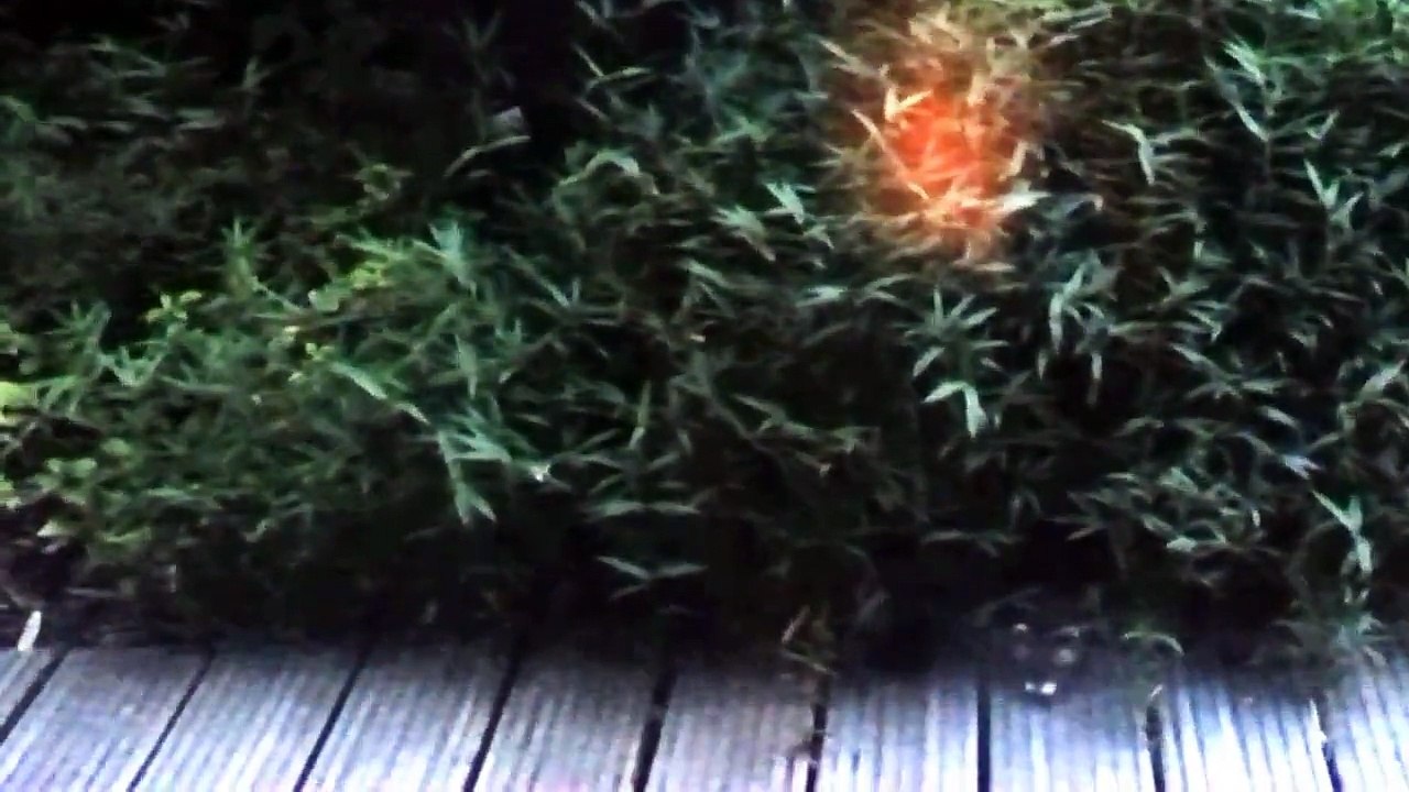 Bunzingen spelen in de tuin