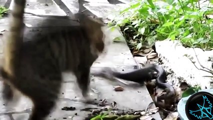 Dünyanın En Cesur Kedileri Derlemesi [YENİ]