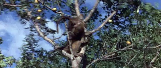 Can't we all get along like drunken animals?