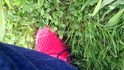 adidas climacool walk trough a flowery meadow