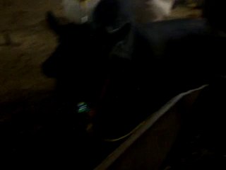 Wara Mendi in Gujranwala 02