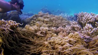 Great Barrier Reef: Alive with Diversity