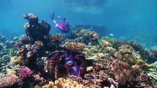 Great Barrier Reef: The Greatest Reef on Earth