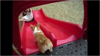 滑り台から降りた少年の後を追って犬もおりるが当たるところが最悪すぎたww 見ていて痛い動画ｗ [Full Episode]