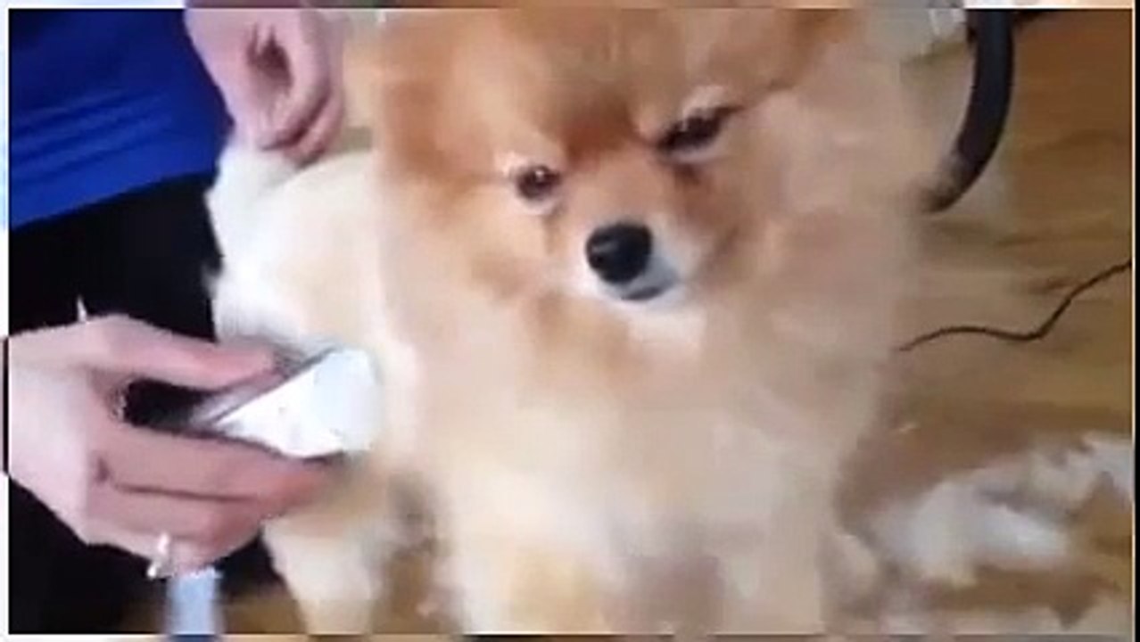 ポメラニアンが散髪されるが寝むたそうにする面白癒し動画 [Full Episode]