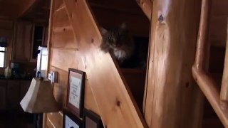 MEANEST cat EVER attacks human