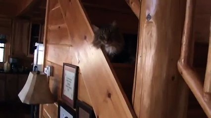 MEANEST cat EVER attacks human