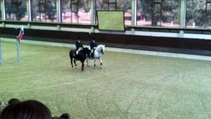 cavalli lipizzani danzano ballano, dancing horses