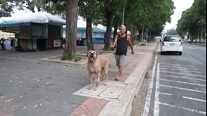 une maman chat protège ses petits