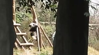 成都大熊猫基地三只小熊猫打架视频——史无前例 超级可爱~~