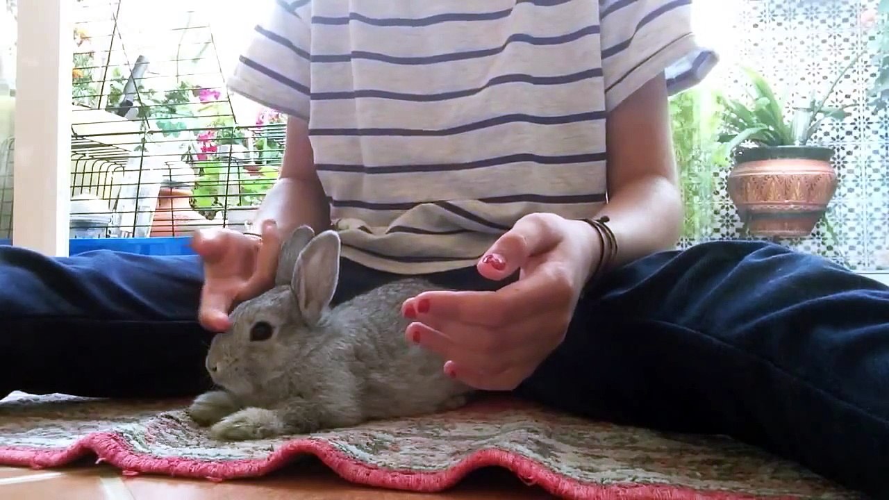 Coment porter son lapin quand il se débat ou quand il se dé