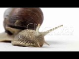 Stock footage - Snail, timelapse carrying its shell