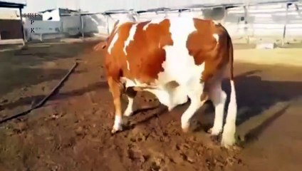 Heaviest  Bakra  for Eid 2015 For Sale in Pakistan