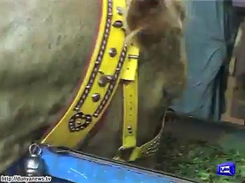 6 feet tall cattle catches attention of all in Karachi cattle market.